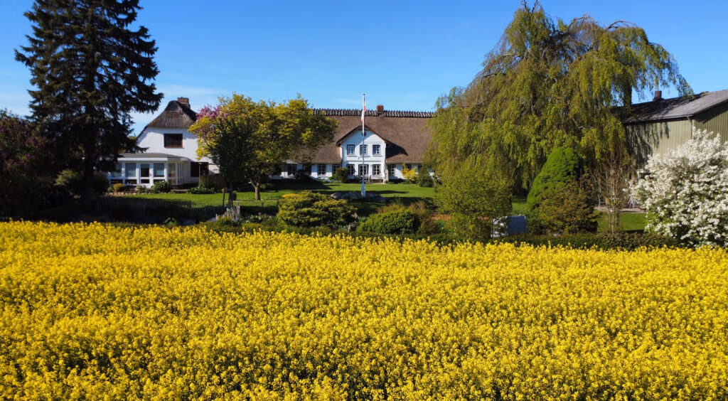 Rapsfeld